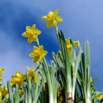 Daffodils, pixaby.com