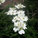 Dogwood tree with blooms.