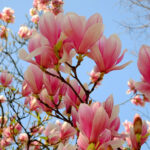 Magnolia tree.