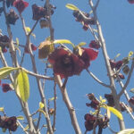 Pawpaw tree with blooms.