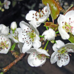 Pear tree.