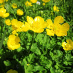 Ranunculus flowers