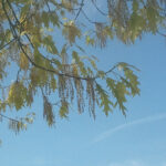 Red oak tree.