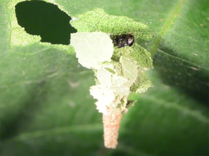 Bagworm caterpillar.