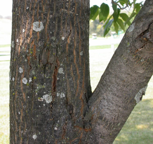 Emerald Ash Borers