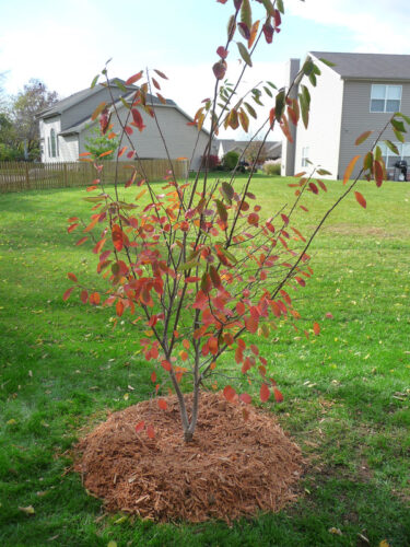 Tree Planted in Backyard