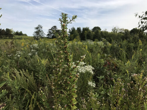 Sericea lespedeza, invasive plant species