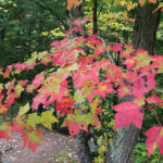Red maple tree, fall red leaves. Photo by: Lenny Farlee