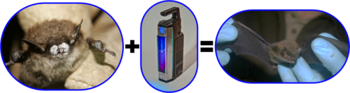 bats and uv light