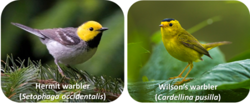 Hermit Warbler and Wilson Warbler