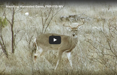 Handling Harvested Game, FNR-555-WV, video