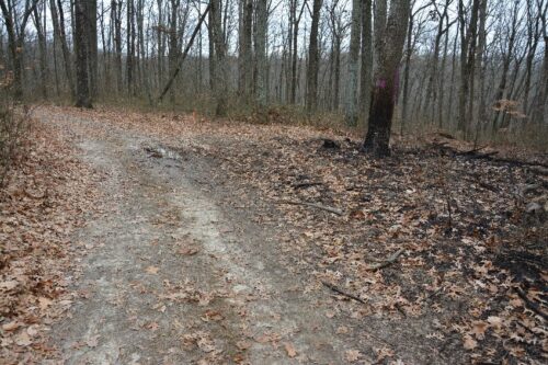 Logging Road