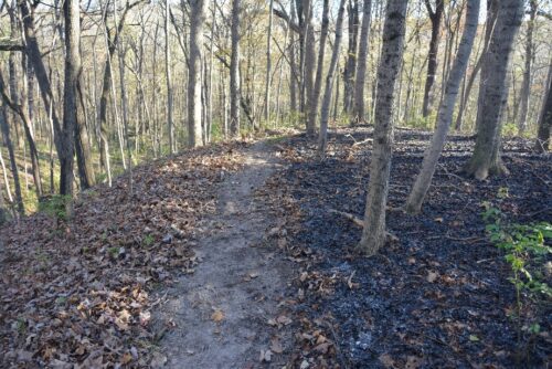 Leaf-Blown Firebreak