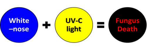 white nose uv diagram