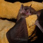 Indiana bat