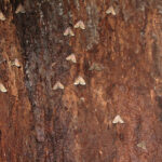 Moths
