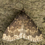 Moth