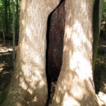 Moth Tree
