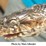 Snake Fungal Disease