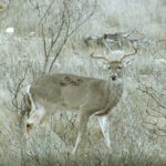 Deer in woods.