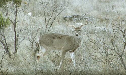 Deer in woods.
