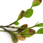 Boxwood Blight