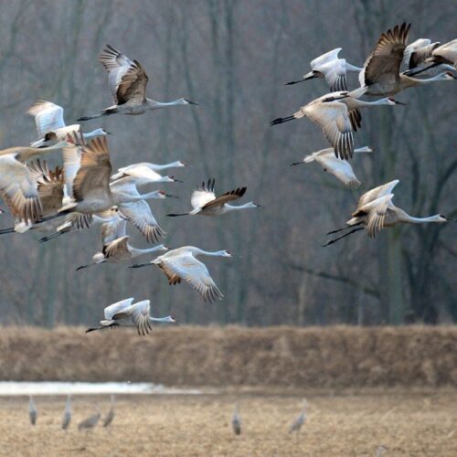 A large flock of birds flying over a field