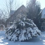 Snow on Trees