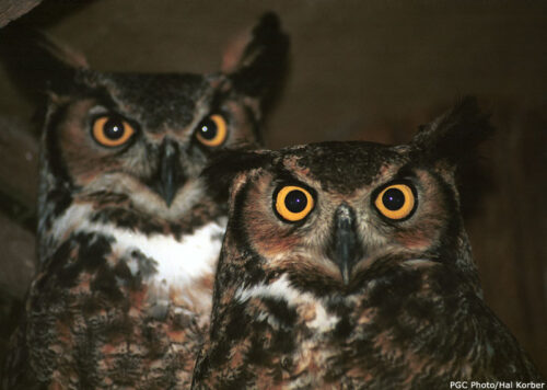 Great horned owls (photo by Pennsylvania Game Commission)