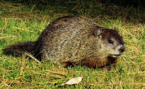 Groundhog