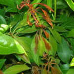 Dying oak leaves, phytophthora ramorum-Sudden Oak Death