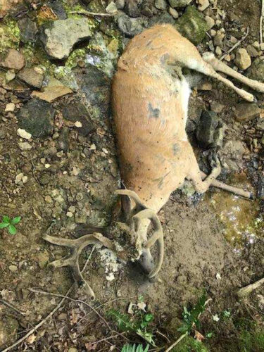 Epizootic Hemorrhagic Disease (EHD) in deer