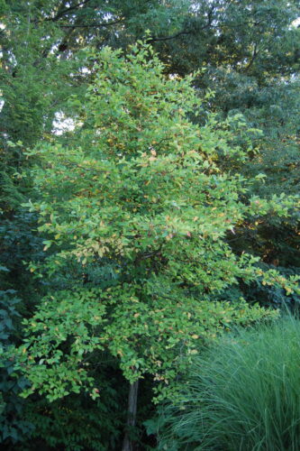 Nyssa sylvatica 