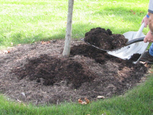 mulch at base of tree