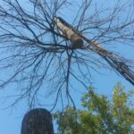 Large cranes may be required to safely remove the tree.