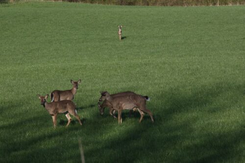 Deer