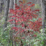 Winged Burning Bush