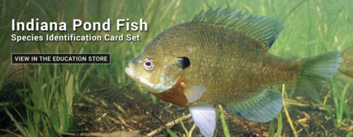 pond fish
