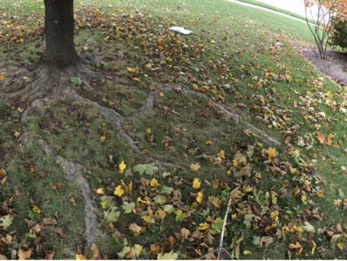 surface root