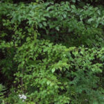 Callery_pear_thicket