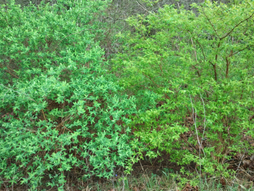 honeysuckle2