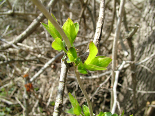 honeysuckle