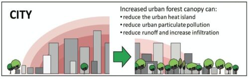 benefits of trees in downtown area
