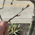 Spring-Buds