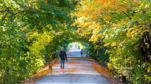trees benefits health3