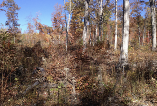 manage woods for white-tailed deer cover