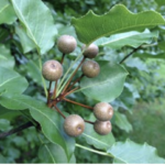 callery pears1