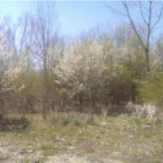 callery pears2