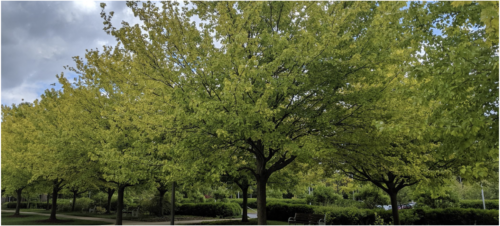 Iron_Clorosis_of_Trees