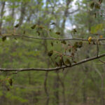 Redbud-Close-Shot